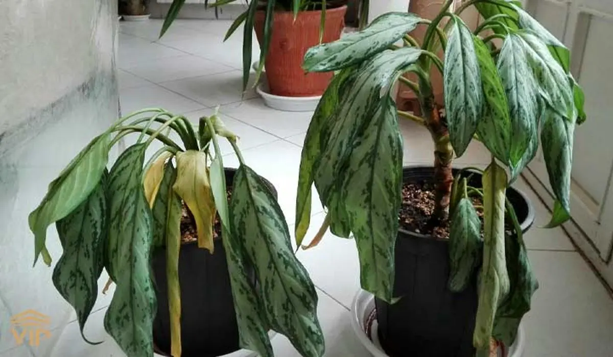 aglaonema-falling-over