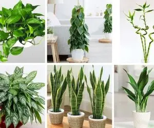 نجات گیاهان آپارتمانی خشک شده / این زبون بسته ها با نشونه های رو بدنشون هشدار میدن