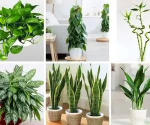 نجات گیاهان آپارتمانی خشک شده / این زبون بسته ها با نشونه های رو بدنشون هشدار میدن