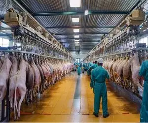 فرآوری الاغ؛ هیچ جای الاغ دور نمیریزن گوشتش استیک میکنن و شیر غلیظش رو مینوشن