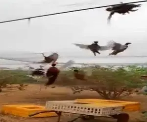 کشاورزی نوین؛ جای زدن کود شیمیایی قرقاول ول کردن تو مزرعه میچرخن کود تولید میکنن