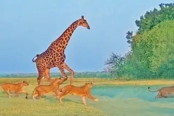 دیدنی های حیات وحش؛ زرافه باهوش از دست ۲۵ شیر فرار می‌کند