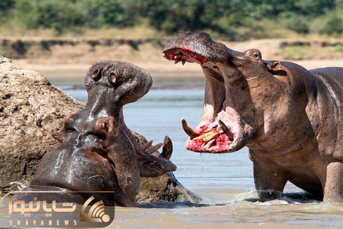 Hippos Attack One Crocodile