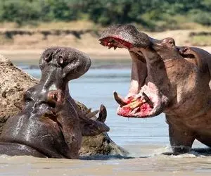 از جذابیت های حیات وحش؛ نبرد ناجوانمردانه اَرباااب آب ها با  کروکودیل یِکه و تنها