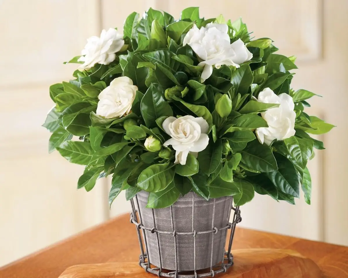 گل های مناسب اتاق خواب