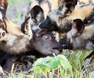 سگ های وحشی آفریقا؛ هیولا های ترسناکی که بوفالو شکار می کنند و پلنگ هم ازشون حساب میبره