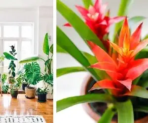 راهکارهای تضمینی برای رشد و شادابی گیاهان / اینجوری هربار نگاهشون کنی چشمات می درخشه