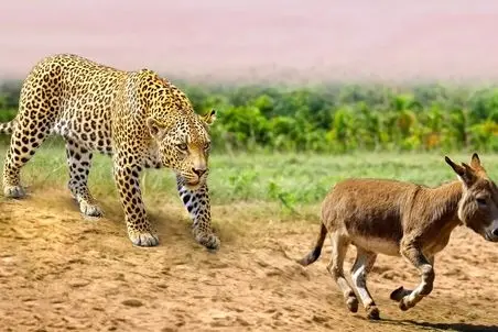 مستند حیات وحش؛ پلنگ الاغ رو کنار جاده داره خفه می کنه