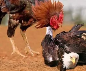 شاهکار حیات وحش / عقاب تجاوزگر حسابش در حرمسرای خروس صاف شد