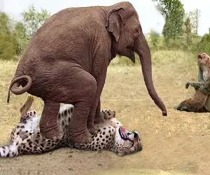 شاهکار حیات وحش؛ فیل ددمنش برای نجات بچه میمون از دهن پلنگ شریر شرحه اش میکنه