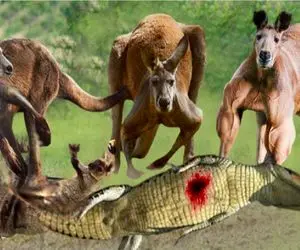 مستند حیات وحش؛ کانگورو دد تمساح تبعید میکنه به ماه