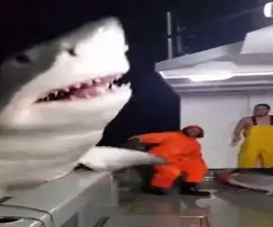 معماری طبیعت؛ نهنگ ها گرگم به هوا بازی میکردن یکیشون پرید رو عرشه کشتی خدمه سکته کردن