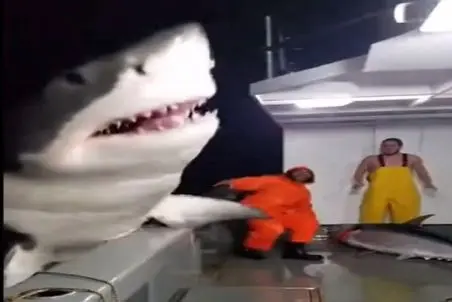 معماری طبیعت؛ نهنگ ها گرگم به هوا بازی میکردن یکیشون پرید رو عرشه کشتی خدمه سکته کردن