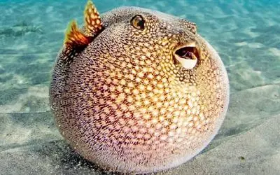 مستند حیات وحش؛ ماهی عجیبی که تا بهش دست میزنی قهر میکنه و خودشو باد میکنه