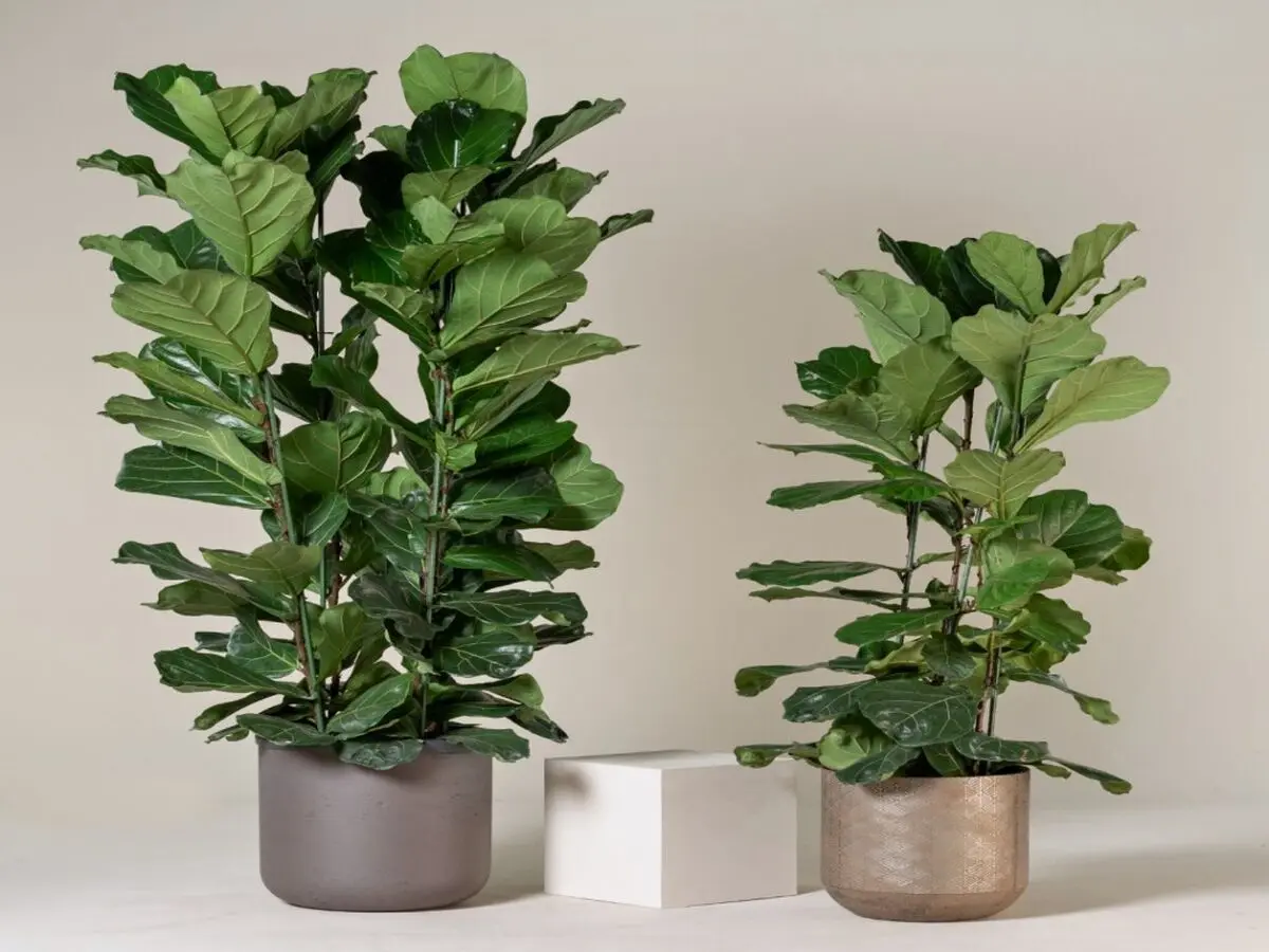 ficus-lyrata-2