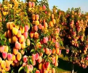 کشاورزی نوین؛ مزرعه هلو زدن انقد پر باره رو درختا نقطه خالی نیست از سنگینی کج شدن