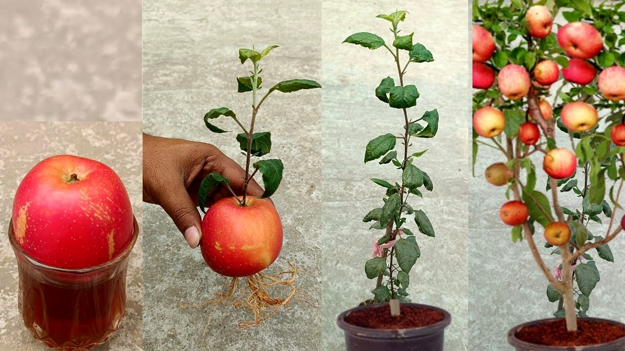کاشت و برداشت خانگی؛ ببینید چقدر راحت توی گلدون سیب کاشته هر گلدونش کلی محصول داده