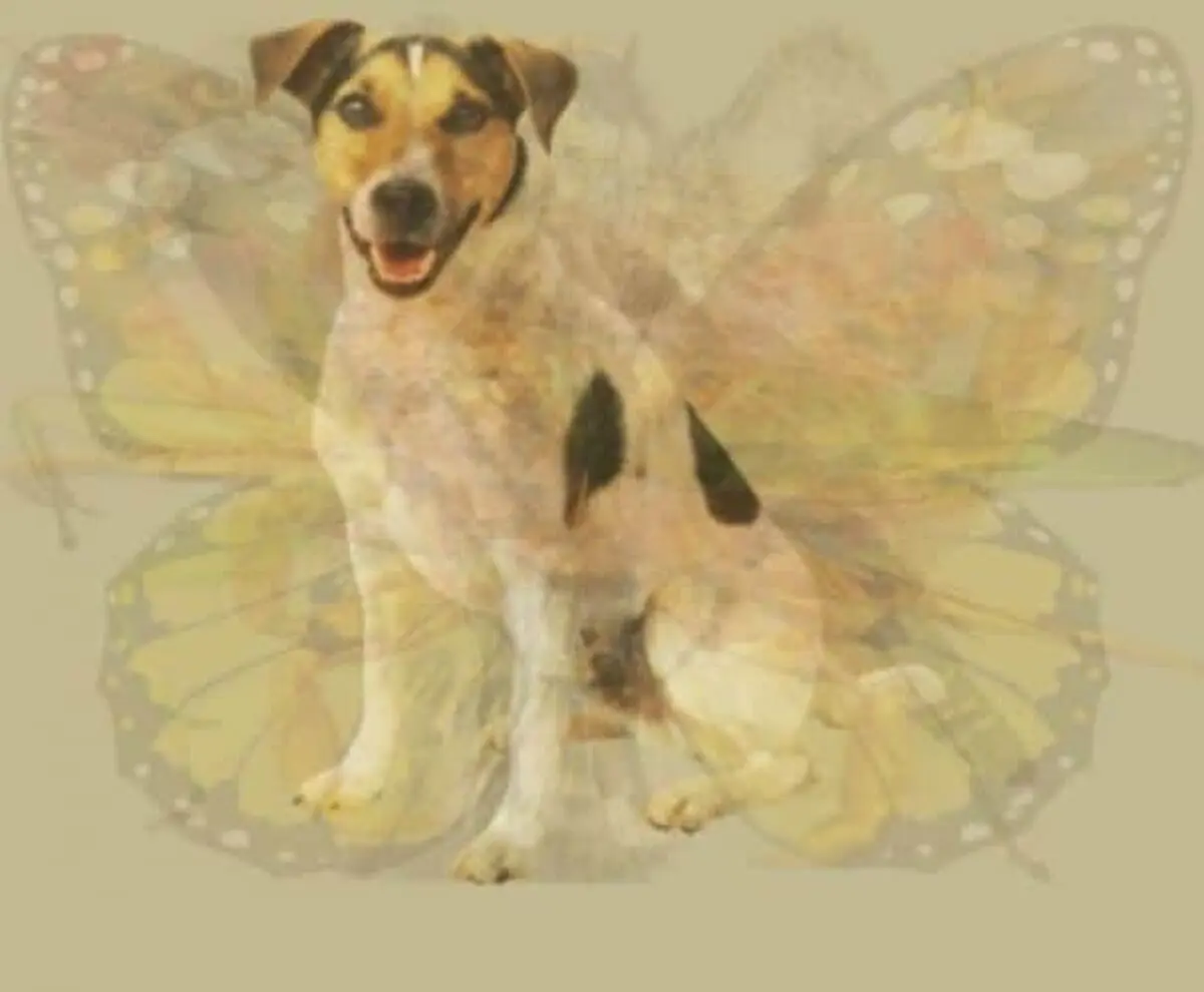 The Dog