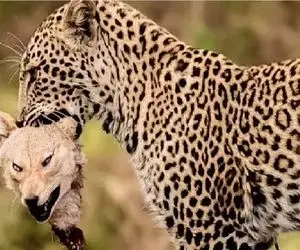 مستند حیات وحش؛ شکارچیانی که قادرند در یک حرکت انفجاری سر از تن طعمه جدا کنند