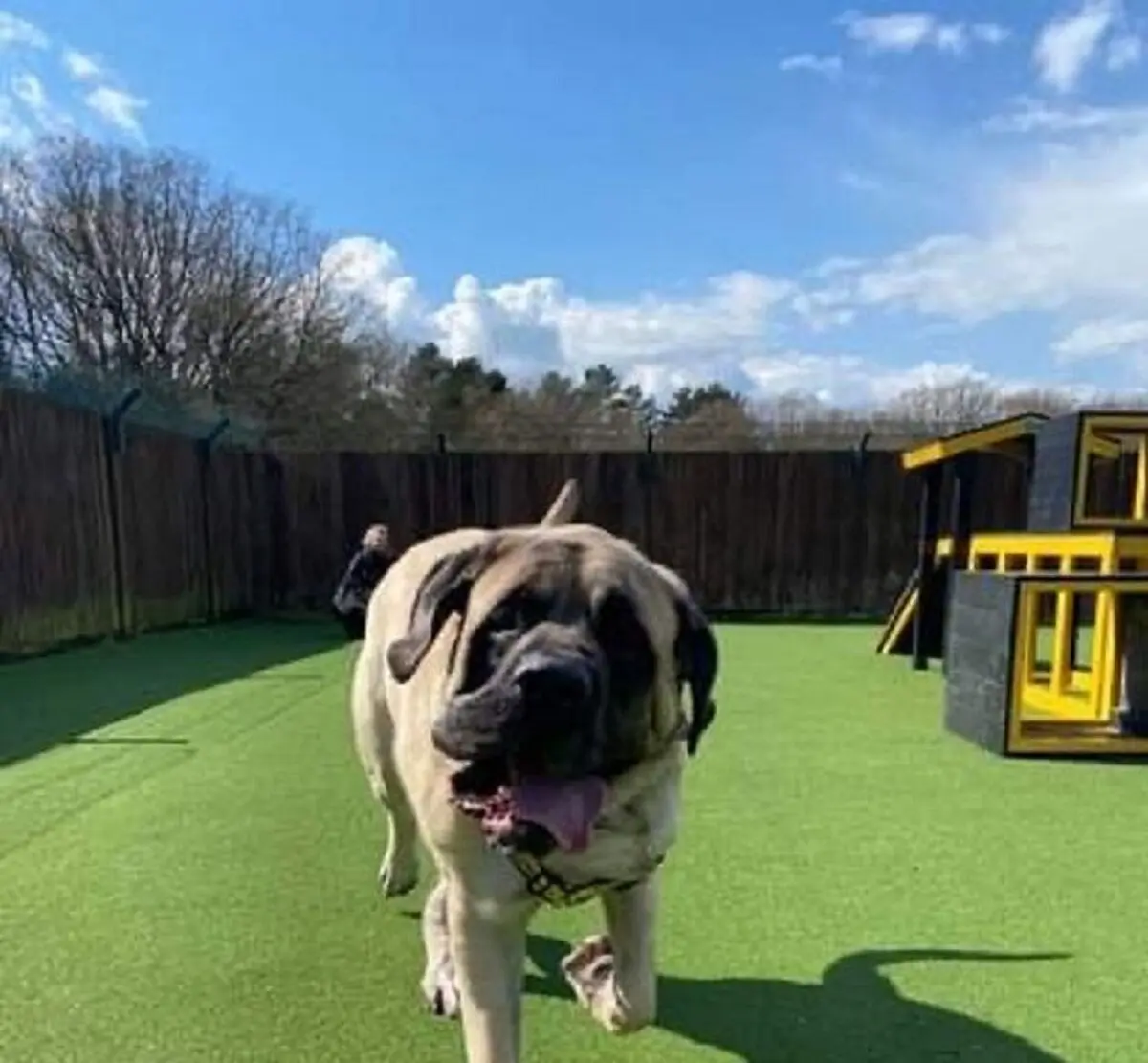 2_Shelter-searches-for-home-for-its-biggest-ever-dog