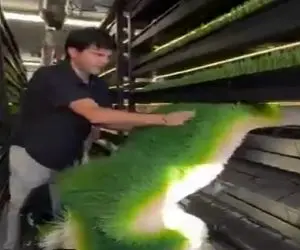 دامداری نوین؛ تو زمستون برا احشام فرش سبز آزمایشگاهی ساختن خوردن شیرشون زیاد شد