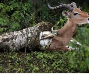 بدایع حیات وحش؛ ایمپالا شوربخت لنگشو از حلق تمساح بیرون کشید افتاد دامن پیتون