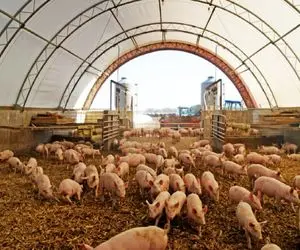 فرآوری خوک؛ خوک صورتی و تو گلخونه پرورش میدن 67کیلو که شد برشته و کبابی میکنن