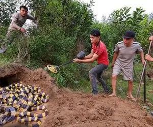 از جذابیت های حیات وحش؛ آقاهه و رفقای کله خرش با بیل مارهای گنده کردن تو گونی