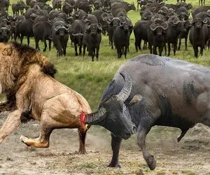 صحنه دهشتناک؛ بوفالو دده شاخ 57 کیلوییشو کرد تو چشم شیر کور که شد پاشو جر داد