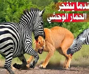 مستند حیات وحش / شیر شریر به خر راه راه قافیه را باخت