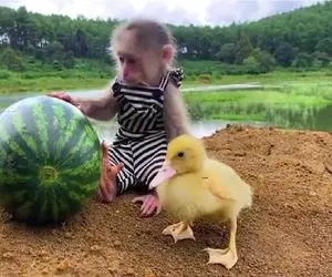 مستند کاوش؛ میمون نقلی با هندونه دزدیش مرام و معرفت در حق اردک تموم کرد