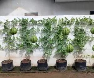 کشاورزی نوین؛ تو کیسه هندوانه کاشته به دیوار فیکس کرده عین پرتقال آویزون شده