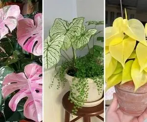 ارزانترین گیاهان آپارتمانی که در زیبایی زبانزد هستن / مفت و خوشگل در حد یه قرون دوزار