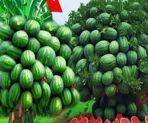 کشاورزی بدیع؛ تو هندوانه رو خالی کرد بهش تخم مرغ زد حالا از درختش مینی هندوانه آویزون