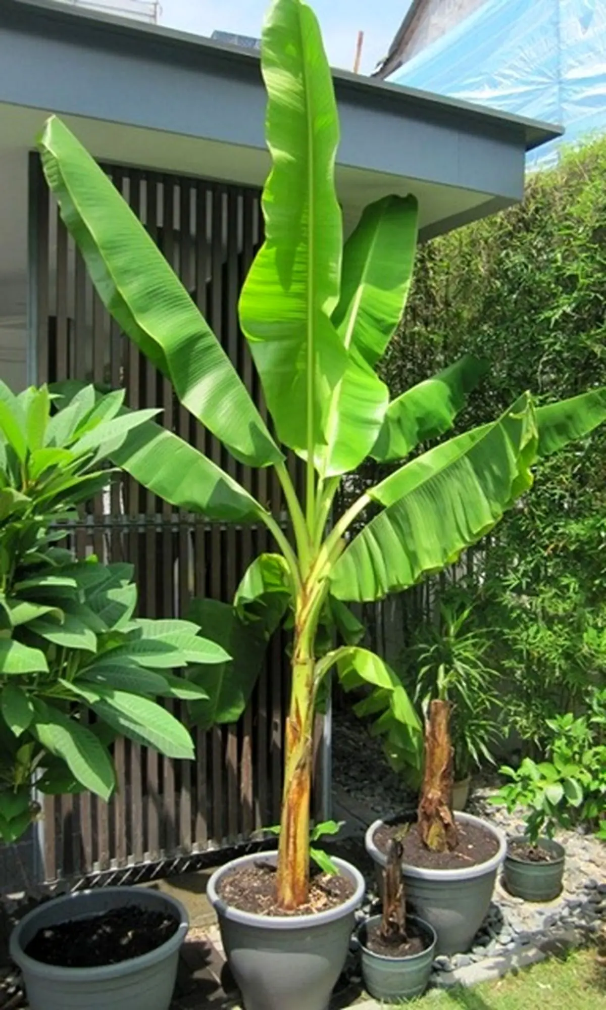 پهن1