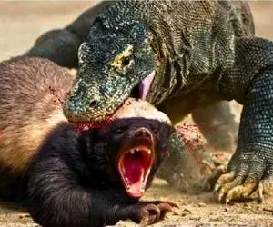 مستند حیات وحش؛ کومودو سفاک راسو بد بو بلعید شکمش قلمبه شه