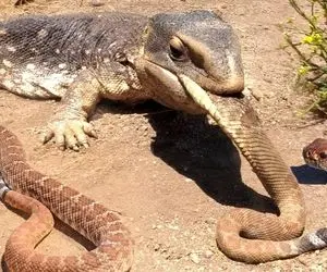 دیدنی های حیات وحش؛ مارمولک عین ماکارونی مار رو هورت کشید اما کلفت بود تو دهنش جا نشد