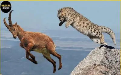 نبرد حیات وحش/ جنگ بز کوهی و پلنگ برفی در اون سرمای عجیب در دل کوهستان سقوط می کنند 