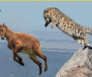 نبرد حیات وحش/ جنگ بز کوهی و پلنگ برفی در اون سرمای عجیب در دل کوهستان سقوط می کنند 