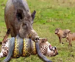 مستند حیات وحش؛ گراز پلنگ انداخت جلو پیتون خودشو نجات بده