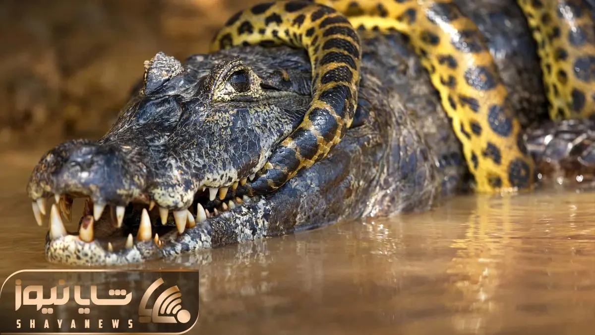 از جذابیت های حیات وحش؛ کروکودیل دمار پیتون که به قلمروش تجاوز کرد رو درآورد
