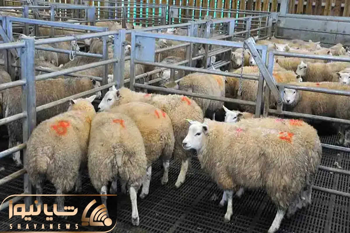 (جدول) قیمت دام زنده امروز ۱۳ اسفند