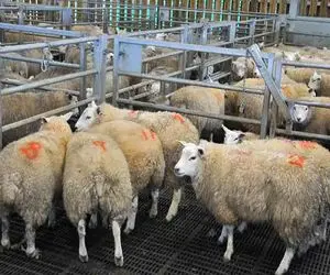 (جدول) قیمت دام زنده امروز ۱۳ اسفند