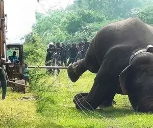 مستند حیات وحش؛ گرفتن یک فیل وحشی عظیم الجثه که به دهکده آمد