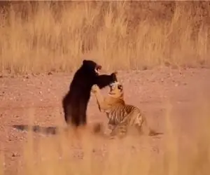 مستند حیات وحش؛ کشتی دو نفره ببر خطدار و خرس کدام یک پیروز میدان است؟