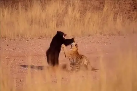 مستند حیات وحش؛ کشتی دو نفره ببر خطدار و خرس کدام یک پیروز میدان است؟