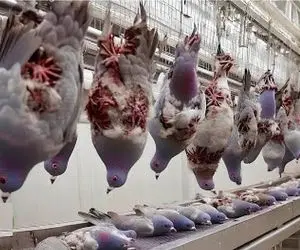 فرآوری کفتر؛ کفتر جلد که کردن از دم گردن میزنن برا کباب بازیشون