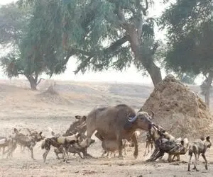 از جذابیت های حیات وحش؛ وقتی سگ های وحشی بچه بوفالو رو جلو مادرش زنده زنده جِر دادند!