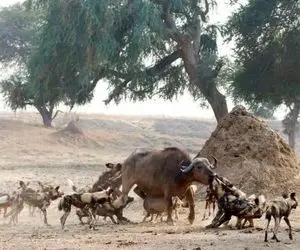 از جذابیت های حیات وحش؛ وقتی سگ های وحشی بچه بوفالو رو جلو مادرش زنده زنده جِر دادند!