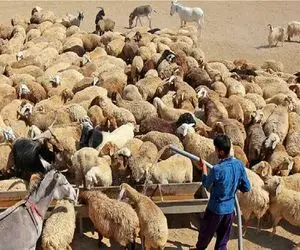 قیمت دام زنده امروز ۱۷ خرداد ۱۴۰۵ + جدول